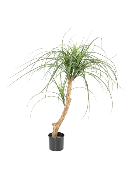 BEAUCARNEA ARTIFICIEL