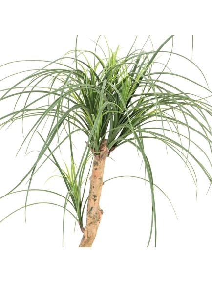 BEAUCARNEA ARTIFICIEL