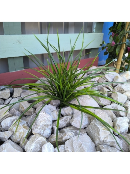 HERBE ARTIFICIELLE JUNCUS