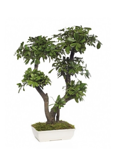 BONSAÏ STABILISE PITTOSPORUM TOBIRA