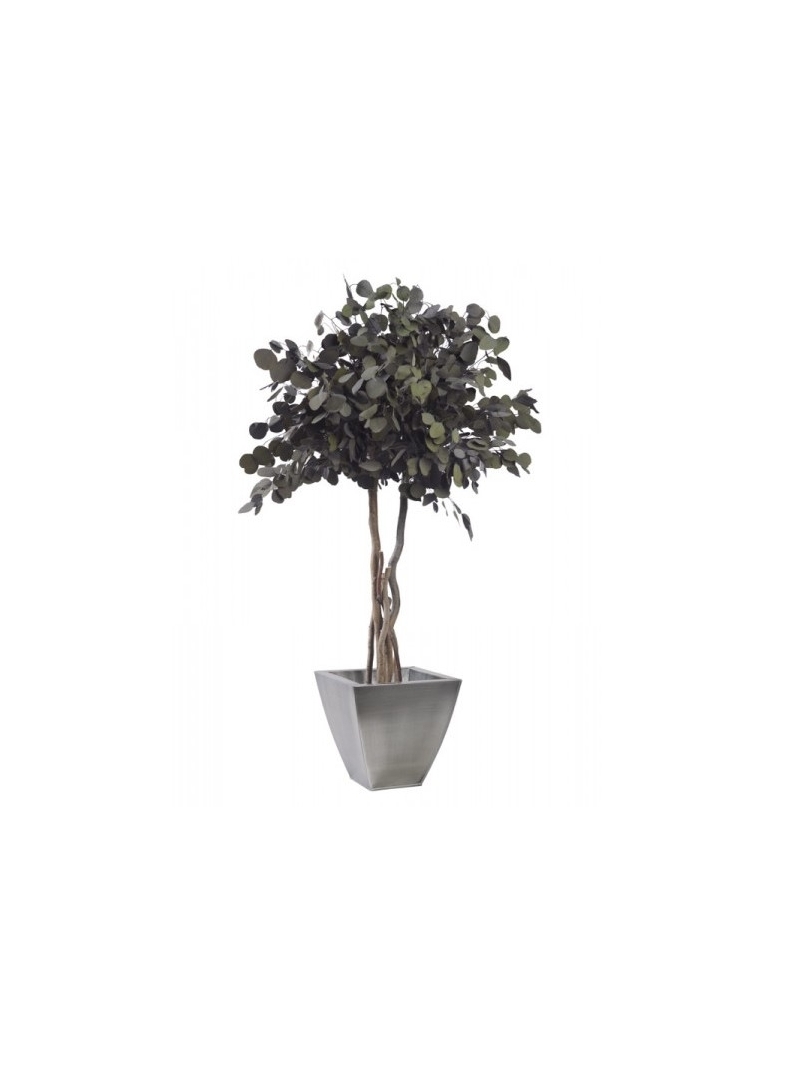 EUCALYPTUS POPULUS STABILISE SUR TIGE