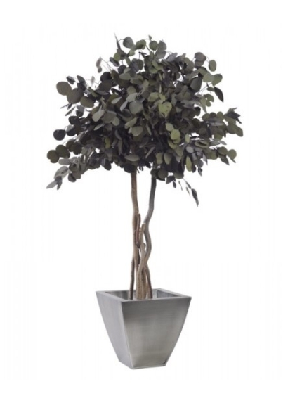 EUCALYPTUS POPULUS STABILISE SUR TIGE