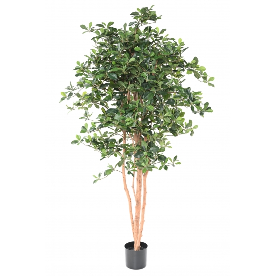 FICUS ARTIFICIEL BLACK OLIVE 178 CM