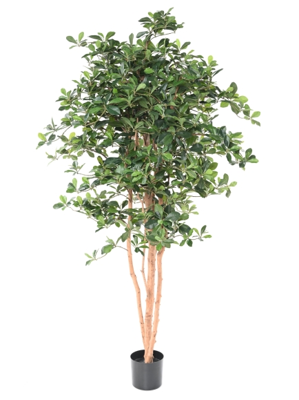 FICUS ARTIFICIEL BLACK OLIVE