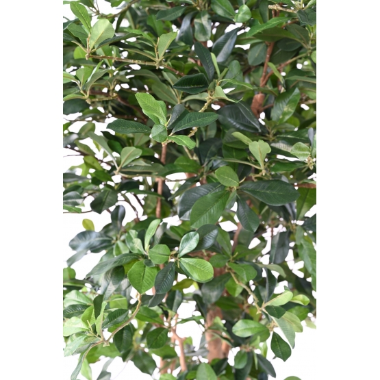 FICUS ARTIFICIEL BLACK OLIVE 178 CM