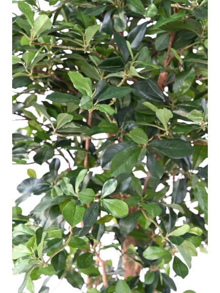 FICUS ARTIFICIEL BLACK OLIVE
