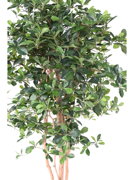 FICUS ARTIFICIEL BLACK OLIVE