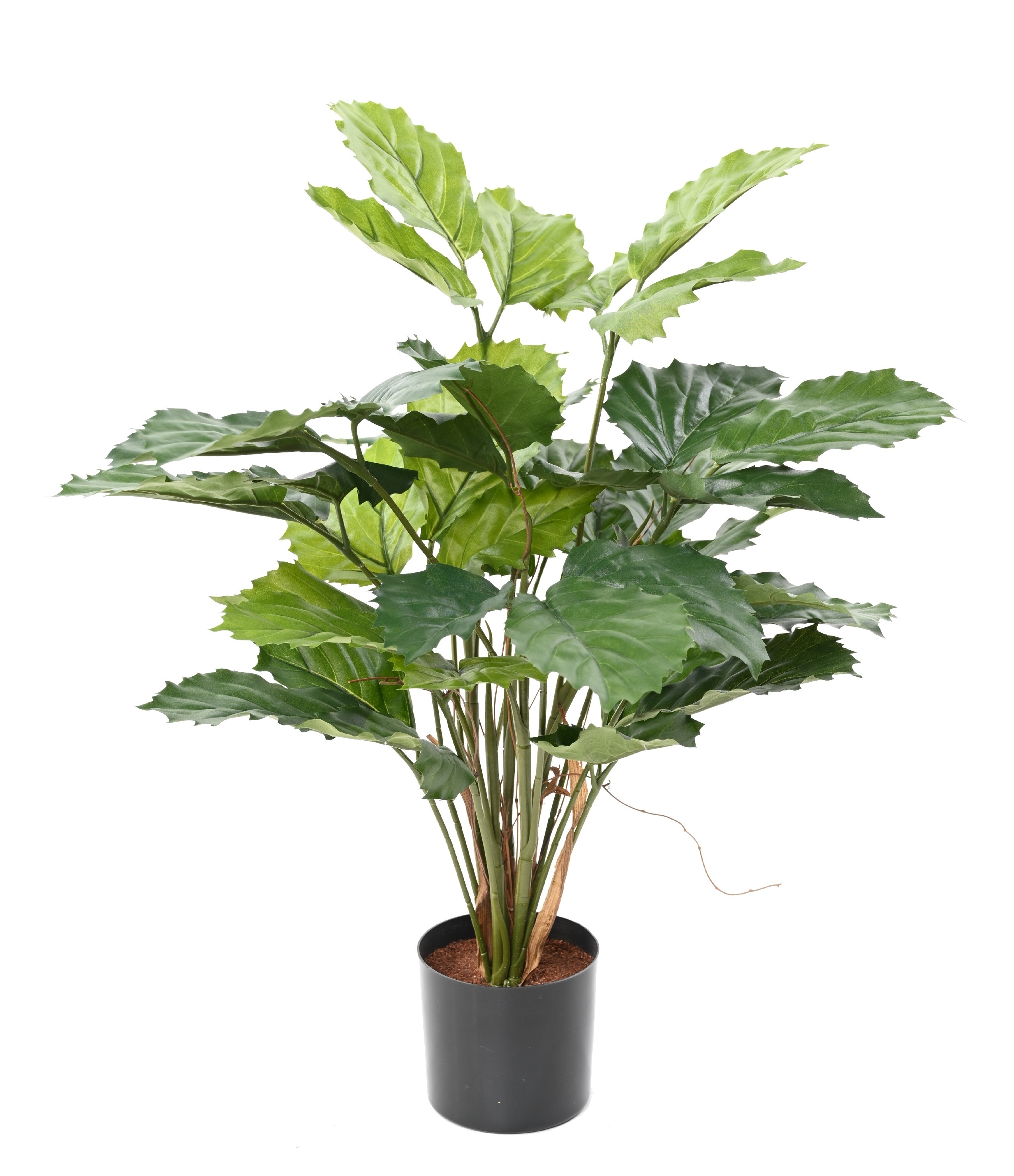 TETRASTIGMA ARTIFICIEL 45 FEUILLES