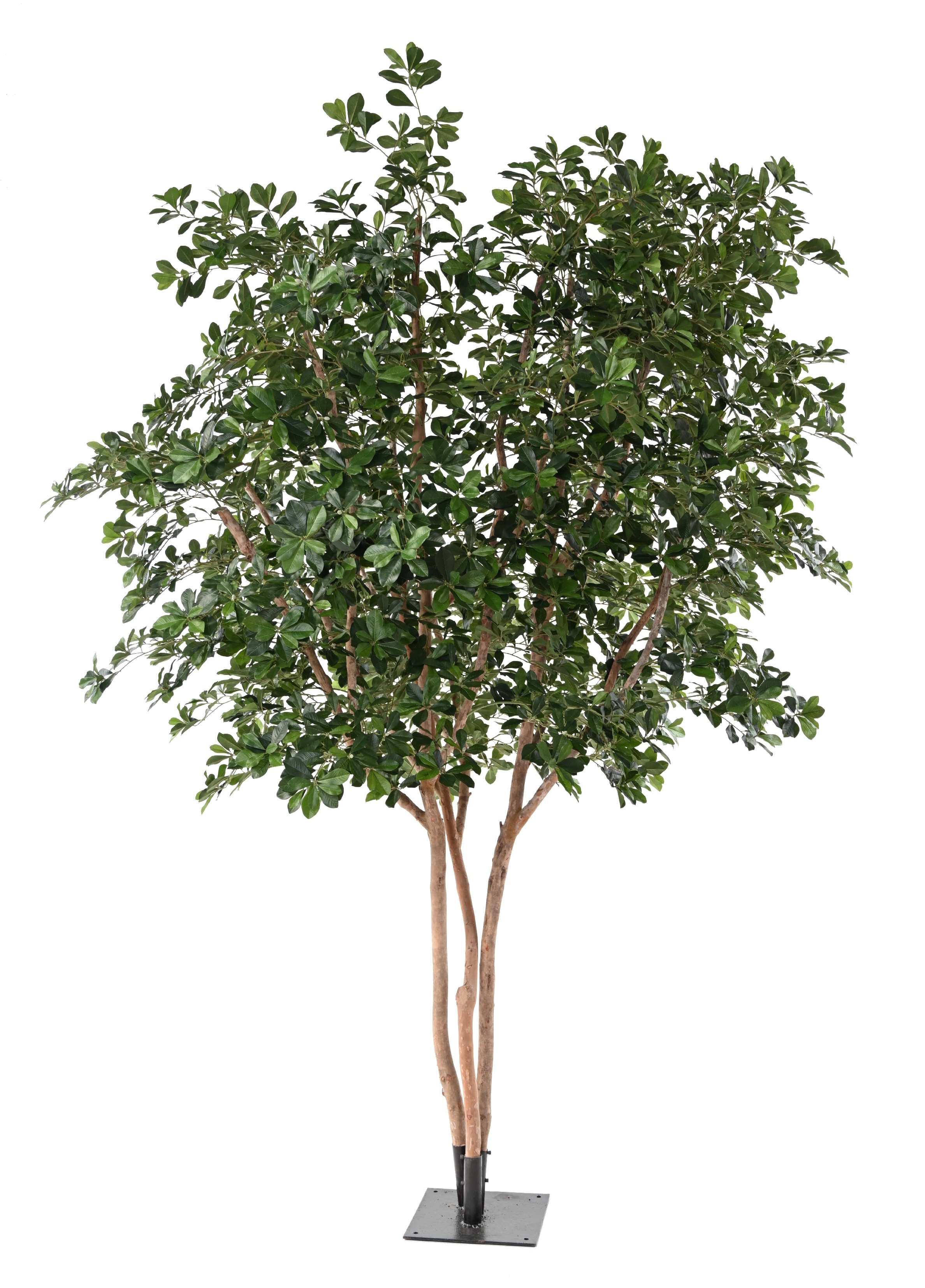 FICUS ARTIFICIEL BLACK OLIVE