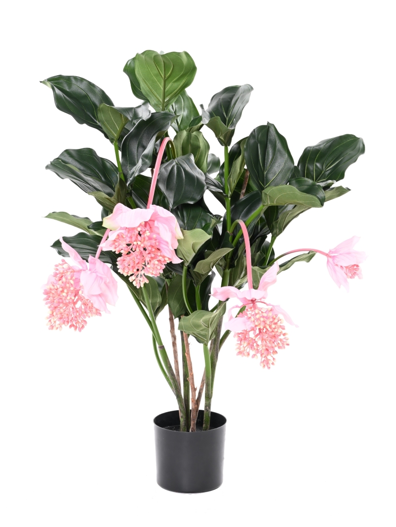 MEDONILLA ARTIFICIEL PLANTE FLEURIE
