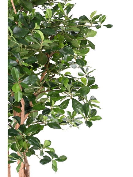 FICUS ARTIFICIEL BLACK OLIVE 155 CM