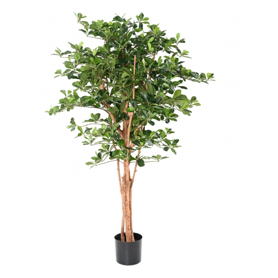 FICUS ARTIFICIEL BLACK OLIVE 155 CM