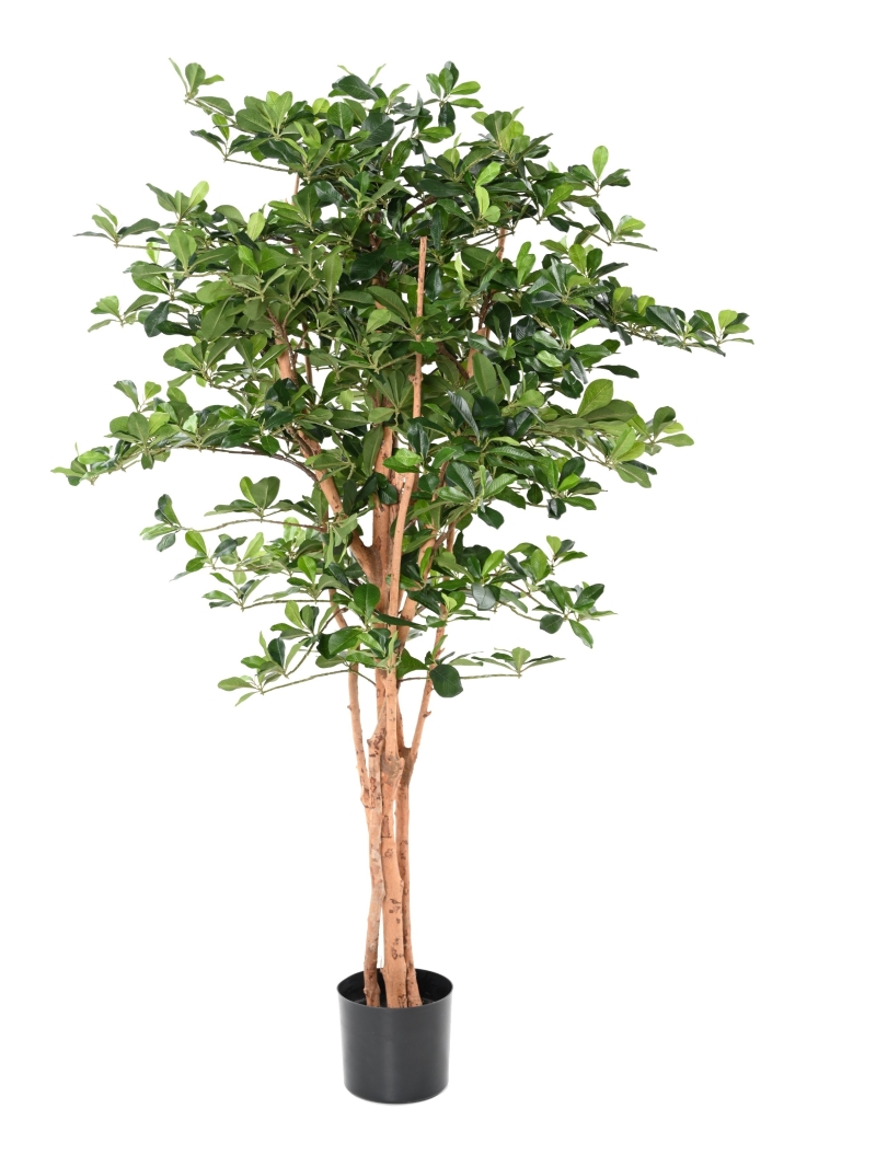 FICUS ARTIFICIEL BLACK OLIVE 155 CM