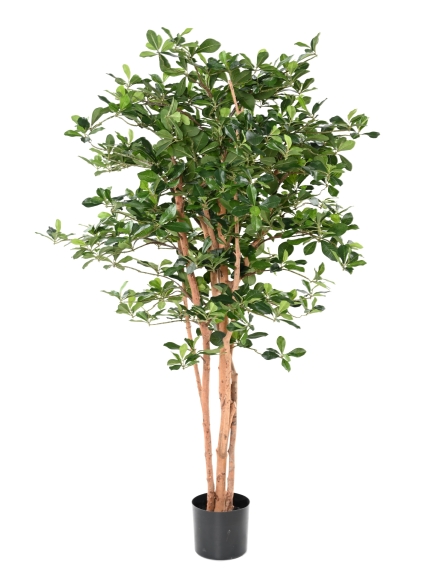 FICUS ARTIFICIEL BLACK OLIVE 155 CM
