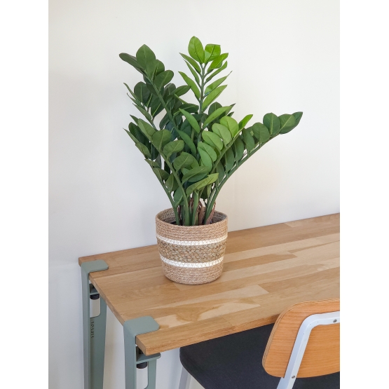 Zamia artificiel 60 cm
