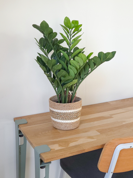Zamia artificiel 60 cm