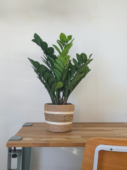 Zamia artificiel 60 cm