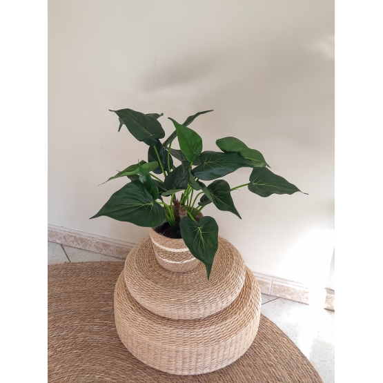 Alocasia artificiel cucullata