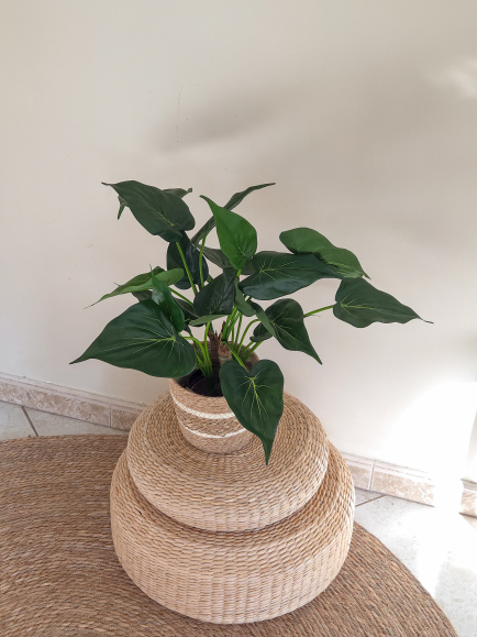 Alocasia artificiel cucullata