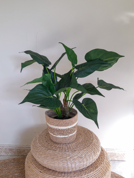 Alocasia artificiel cucullata