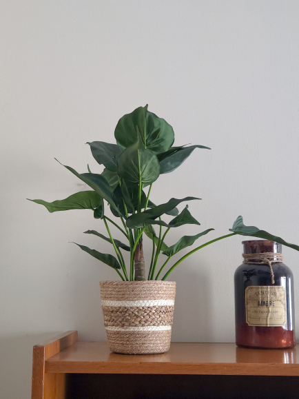 Alocasia artificiel cucullata