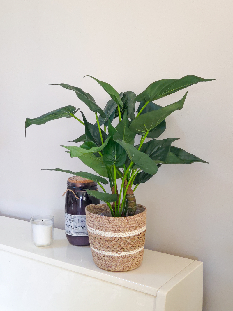 Alocasia artificiel cucullata