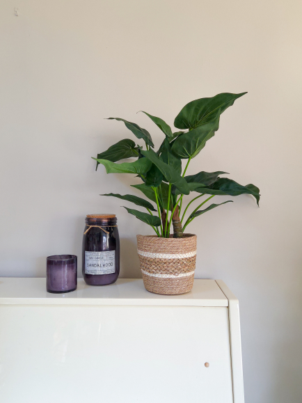 Alocasia artificiel cucullata