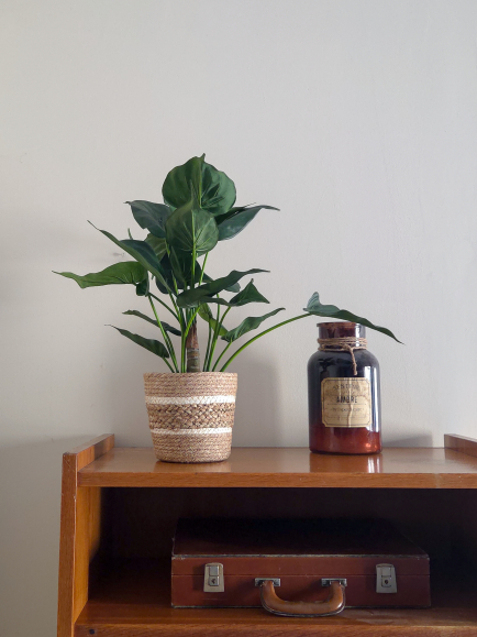 Alocasia artificiel cucullata