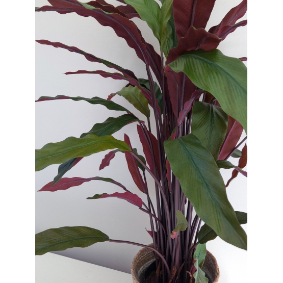 Plante Calath&eacute;a artificiel
