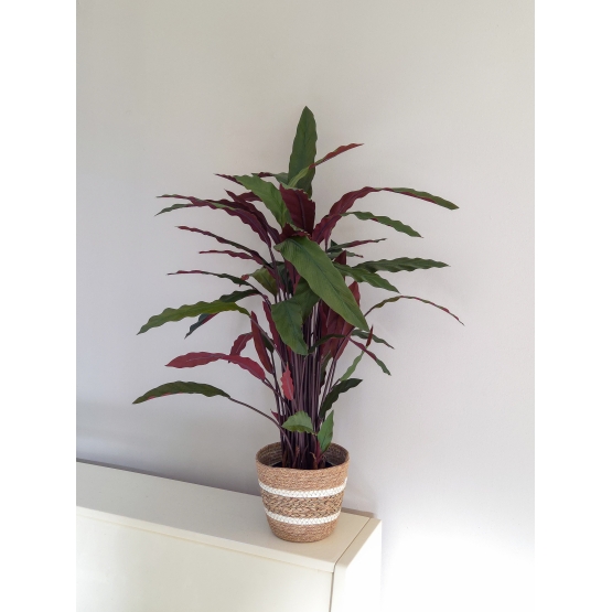 Plante Calath&eacute;a artificiel