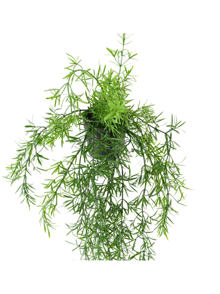 Chute asparagus artificiel anti-UV