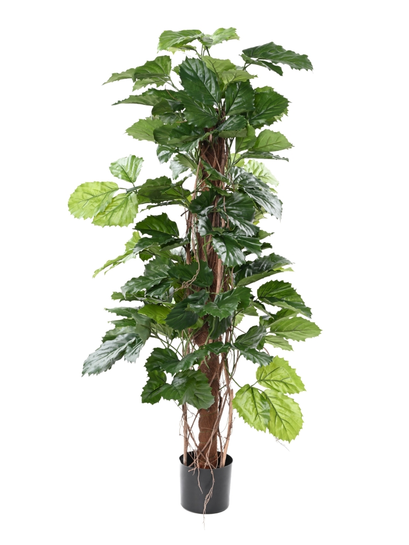 TETRASTIGMA PLANT ARTIFICIEL