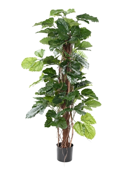 TETRASTIGMA PLANT ARTIFICIEL