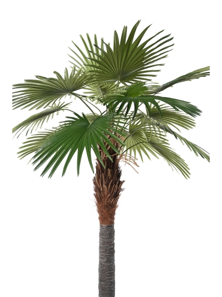PALMIER ARTIFICIEL FAN PALM CAMERUS