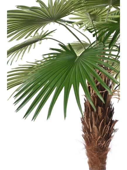 PALMIER ARTIFICIEL FAN PALM CAMERUS