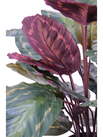 Calathéa artificiel roséopicta - 70 cm