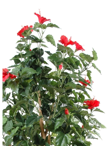Hibiscus artificiel - Tronc bois naturel 150 cm
