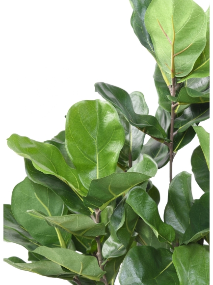 Ficus lyrata artificiel buisson anti-feu