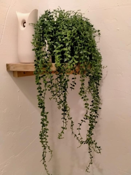 Callisia chute artificielle en pot