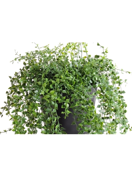 Callisia chute artificielle en pot