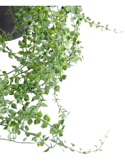 Callisia chute artificielle en pot