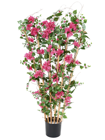 Bougainvillee large palissade uv 140 cm anti uv - 229,00 €