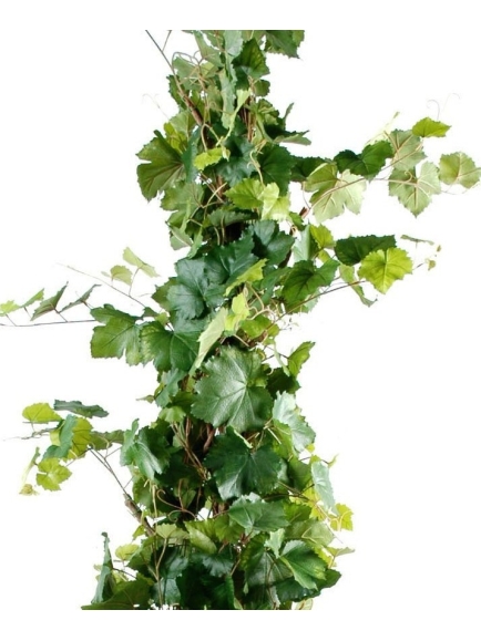Vigne artificielle tree 200 cm
