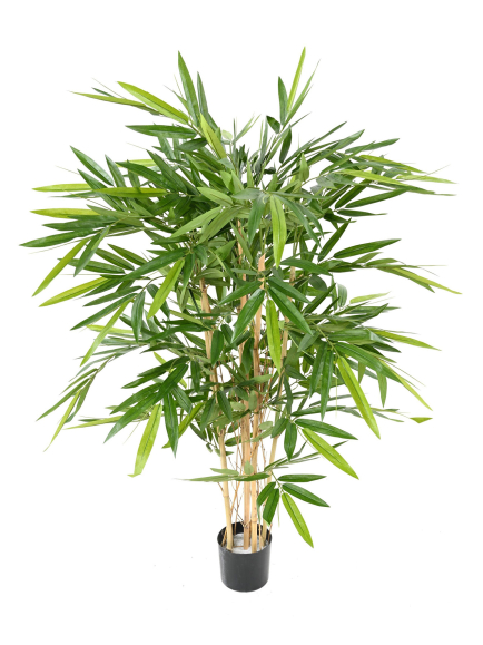 bambou-new-120