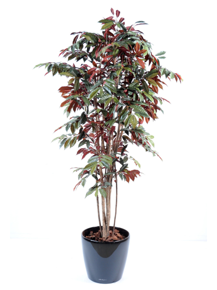 Capensia nice artificiel 170 cm en pot decoratif - 310,00 €