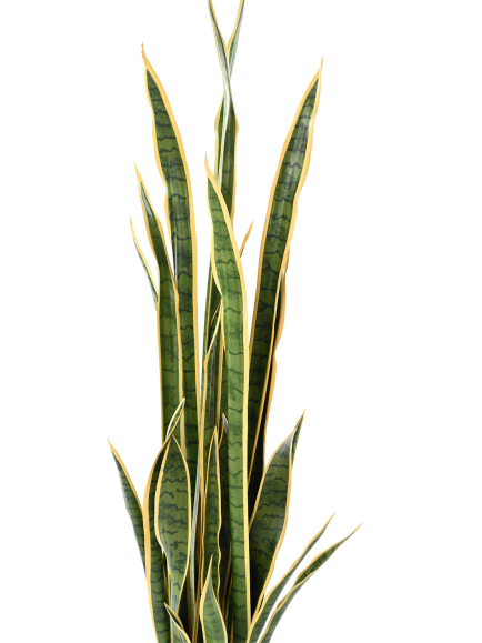 Sansevieria artificiel 155 cm - Déco Mundo