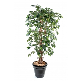 Ficus artificiel - tronc bois liane - Grandes feuilles 210 CM