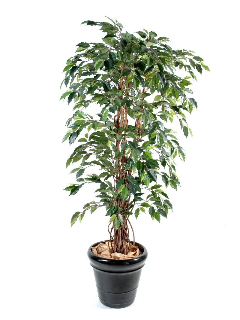 Ficus artificiel - tronc bois liane - 210 cm