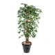 Ficus artificiel - tronc bois liane - Grandes feuilles 150 CM
