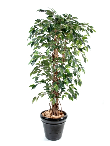 Ficus artificiel - tronc bois liane - 210 cm